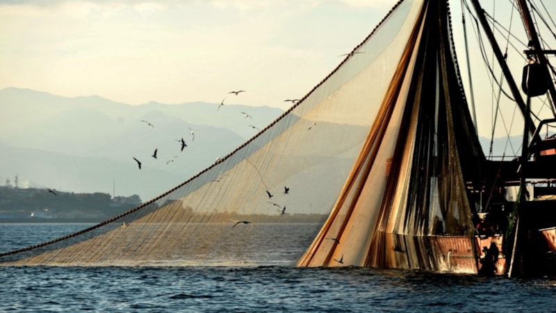 Trabzon'da yasal boyun altında avlanan 20 ton hamsiye el konuldu