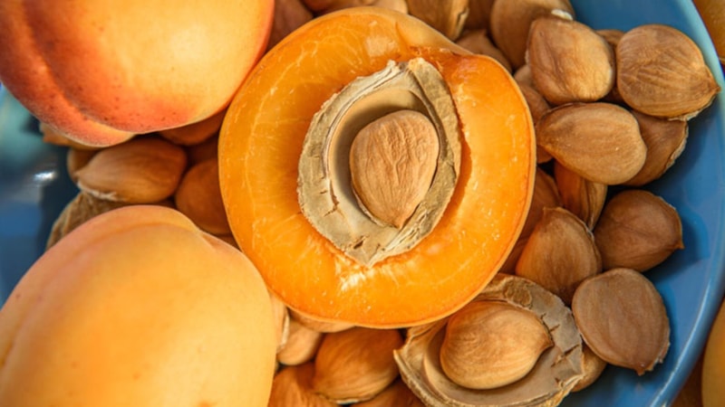 Günde bir avuç kayısı çekirdeği yiyin, bakın neler oluyor