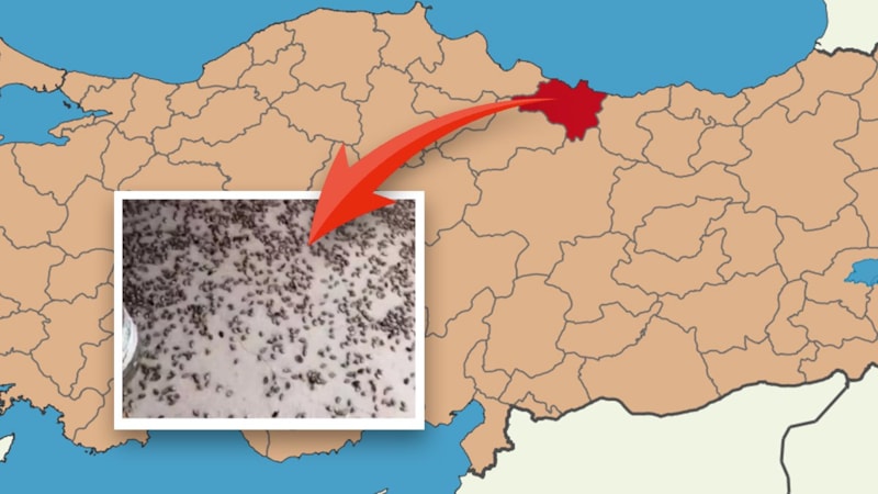 Uzmanından uyarı geldi; Özellikle o şehri sardı, resmen yok ediyorlar…