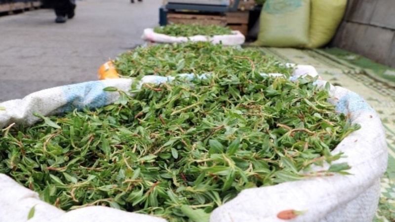 Sivas'ın mucize otu! Yiyende sinir stres bırakmıyor...