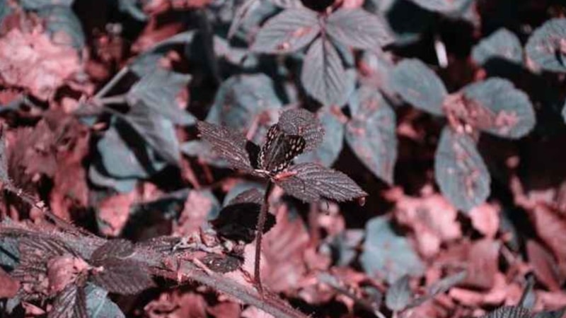 Kimseye nasip olmadı! Yaprakların arasındaki kelebeği 7 saniyede bulun, zekanızı kanıtlayın