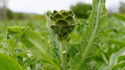 İzmir’de enginar hasadı: Tanesi 25 lira