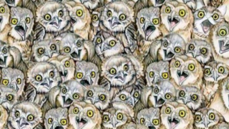 Baykuşların arasındaki kediyi 6 saniyede görenler üstün zekalı sayılıyor! Süreniz başladı...