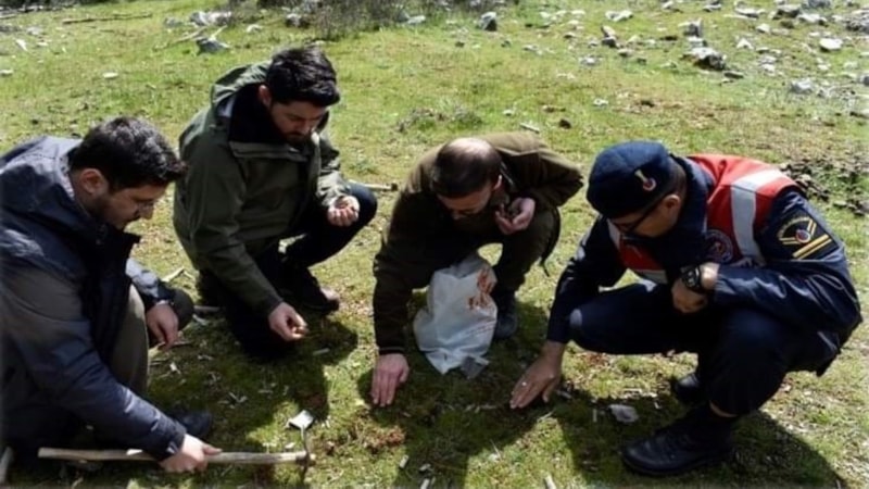 Manisa'da salep soğanlarını söken 2 kişiye 488 bin TL ceza