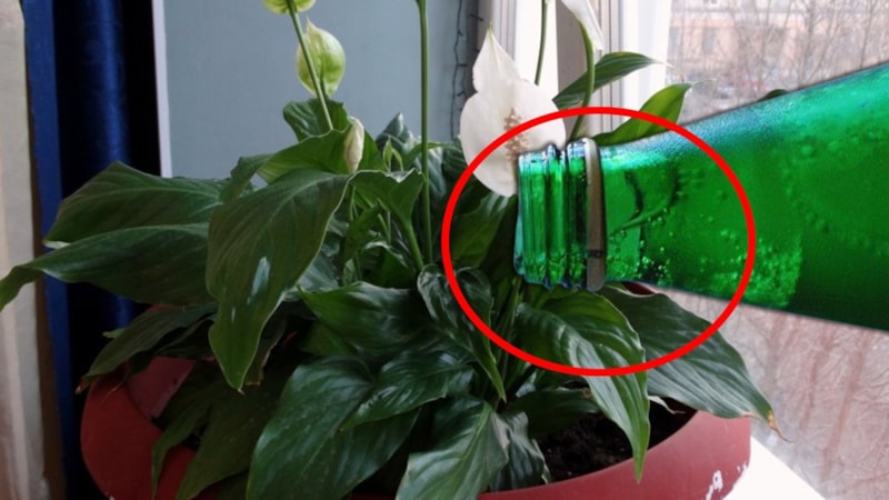 Bitkilere su yerine bunu dökün, bakın nasıl değişecek