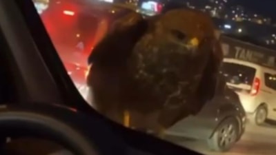 Bursa'da seyir halindeki araca bir anda şahin kondu
