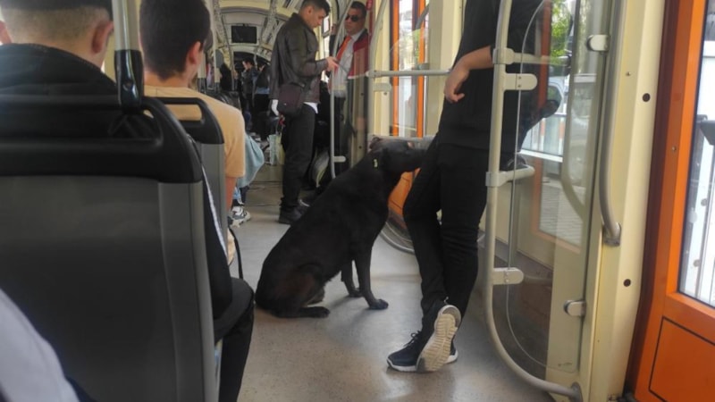 Eskişehir'de tramvaya binen yolcular sokak köpeğiyle karşılaştı