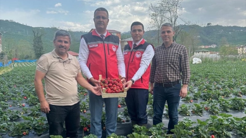 Ordu'nun bu yıl çilek üretiminden beklentisi 90 milyon lira oldu