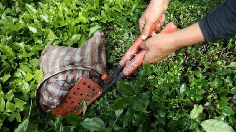 Türk çayı ihracatı ilk çeyrekte 8 milyon doları aştı