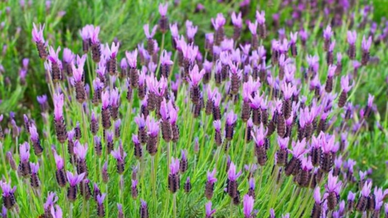 Karabaş otu nedir? Karabaş otunun faydaları nelerdir?