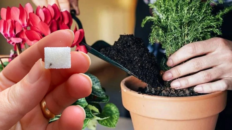 Saksıya bir tane küp şeker koyun, neler oluyor izleyin…