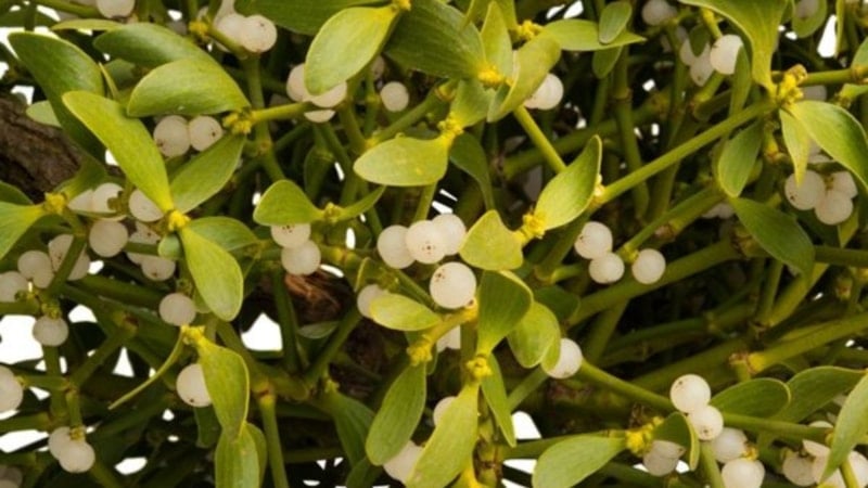 Ökse otu nedir? Ökse otunun faydaları nelerdir?