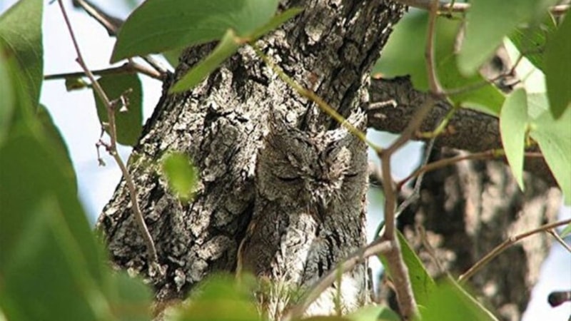 Görsel zeka testi: Resimdeki hayvanı 3 saniyede bulanlar üstün zekalı sayılıyor