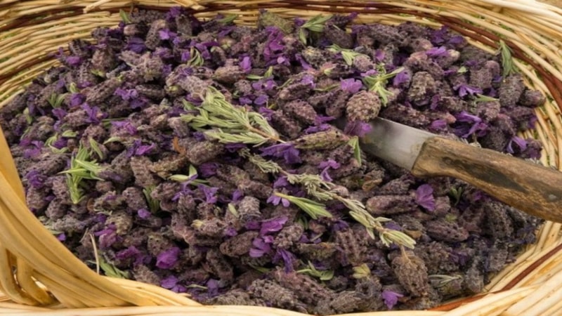 Bir türlü bırakamıyorum diyenler dikkat! Bu ot tiryakileri bile sigaradan tiksindiriyor…