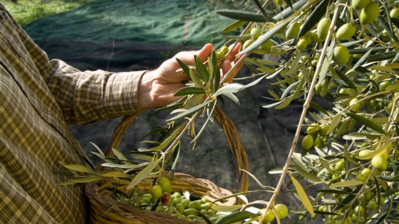 Türkiye diyenler yanıldı! Dünyada en çok zeytin üreten ülke bakın neresiymiş