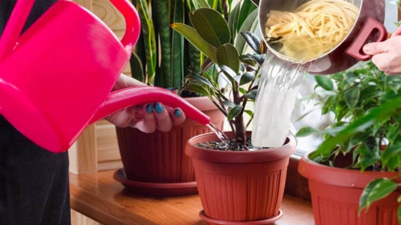 Makarna suyunu lavaboya değil saksıya dökün, neler oluyor izleyin…