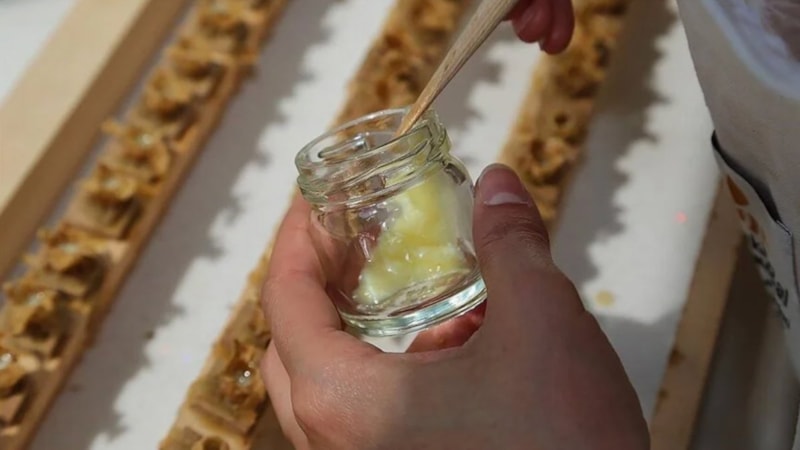 Tarım ve Orman Bakanlığı: Arı sütü ve polenine dışarıdan herhangi bir madde eklenmeyecek