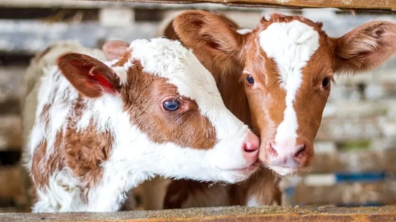 Buzağı desteği ne zaman yatacak? Buzağı desteği kaç TL?