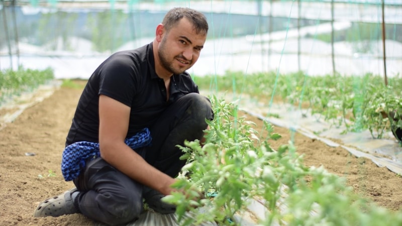 Bilecik'teki seralarda kışları marul, yazları domates ve salatalık yetişiyor
