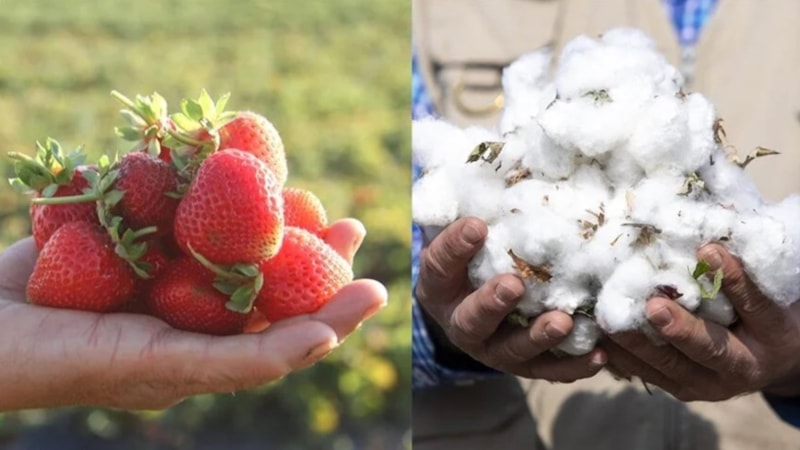 AB tescilli ürünlere Konya'nın Hüyük çileği ve Aydın'ın Söke pamuğu da katılıyor