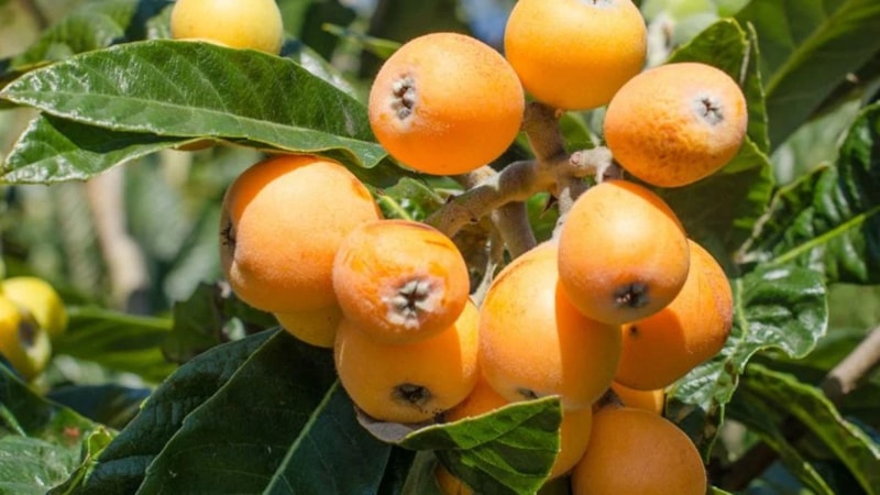 Hasadı başladı: Her sabah yaprağını kaynatıp içen, hastalık yüzü görmüyor