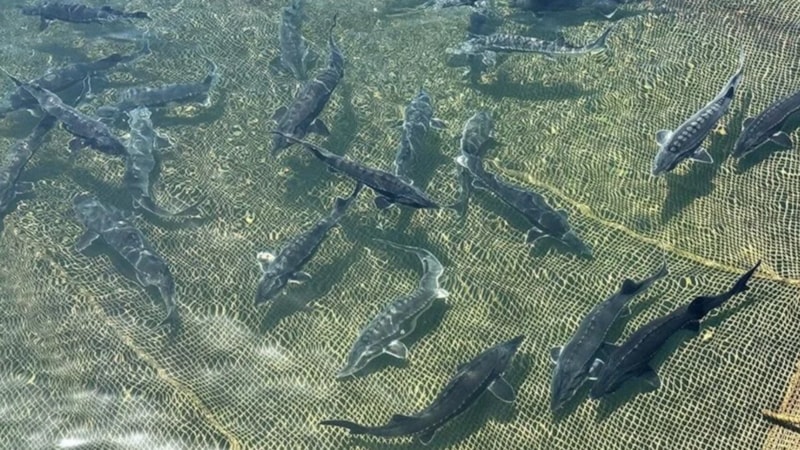 Türkiye, su ürünlerinde ihracat hedeflerini yükseltti