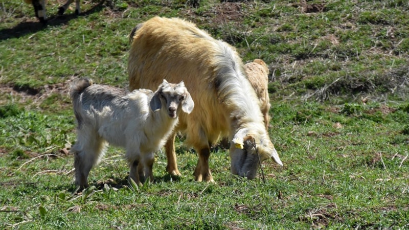 Van'da 21 yılın en yağışlı mart ayı yaşandı: Çiftçilerin yüzü güldü