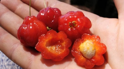 Rihanna'nın hemşerileri bununla besleniyor, yiyenin vücudu yağ tutmuyor! Muhteşem 