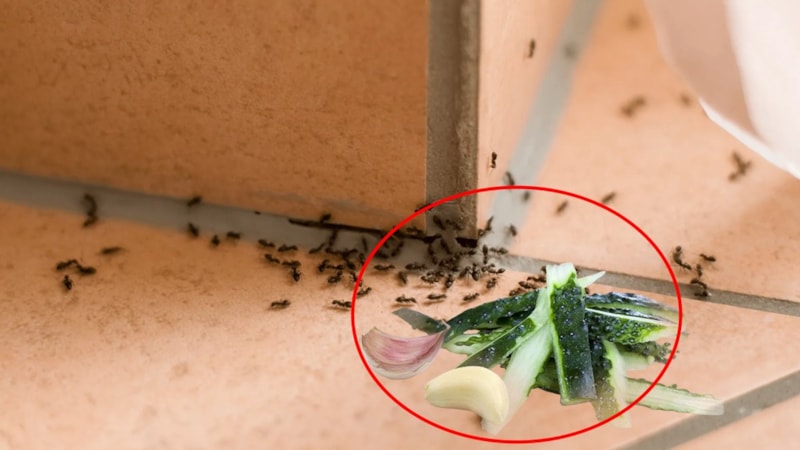 Bunu yapanın evine böcek ve karınca uğramıyor