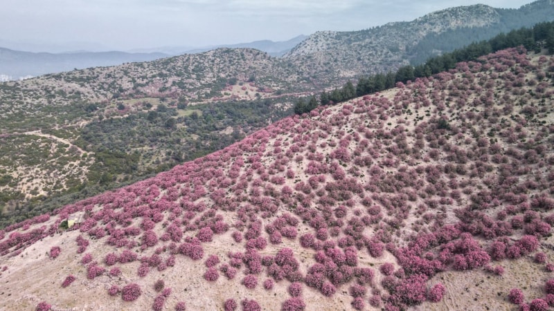 Adana'da zakkumlar çiçek açtı