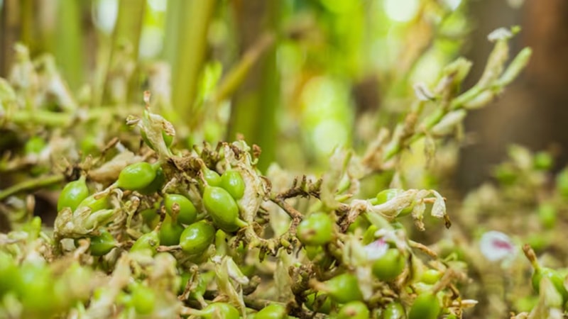 İster tuz yiyin, ister tatlı! Bu bitki tansiyonu dize getiriyor