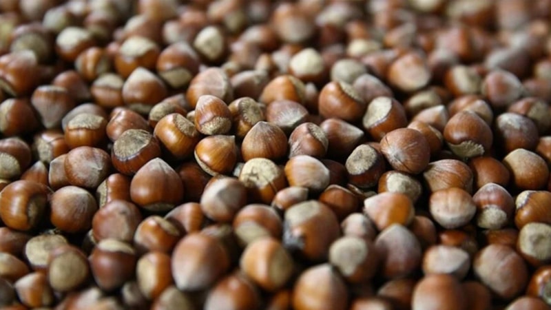 Giresun'da fındık 128-130 liradan işlem görüyor