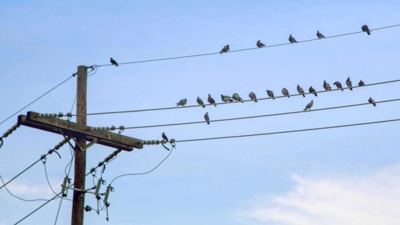 Kuşlar elektrik tellerine konduğunda elektrik çarpmamasının sebebi bakın neymiş...