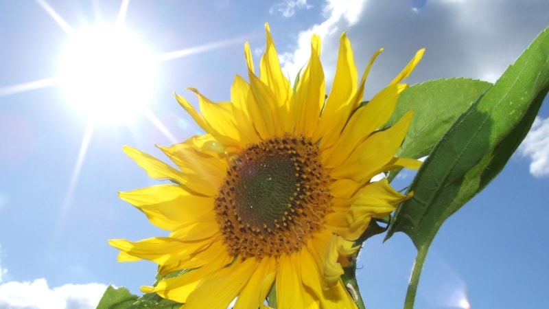 Ayçiçekleri neden güneşe bakar? Günebakan'ın hikayesi