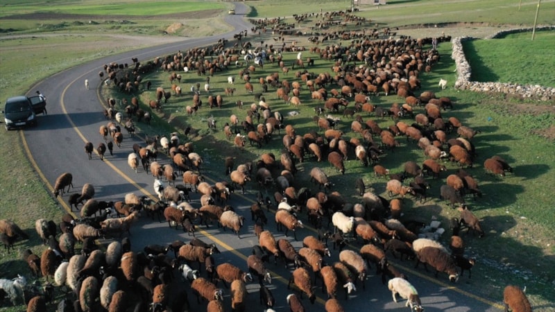 Ağrı'da göçerlerin zorlu yayla yolculuğu başladı