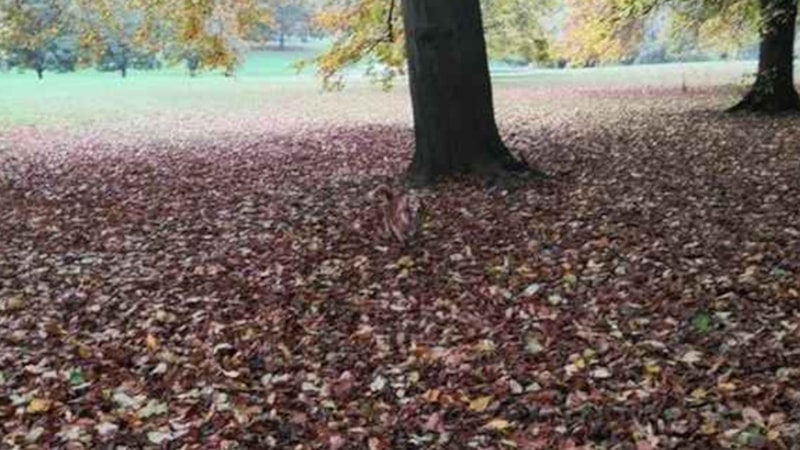 Optik İllüzyon Testi: Parktaki köpeği 7 saniyede bulan, Leonardo da Vinci’ye meydan okuyor