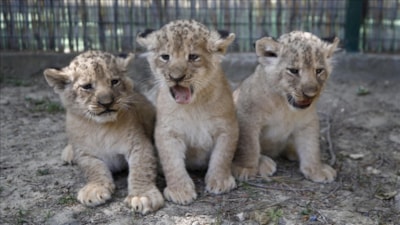 Antalya'da dünyaya gelen üç aslan yavrusuna Galatasaraylı oyuncu adları önerdiler