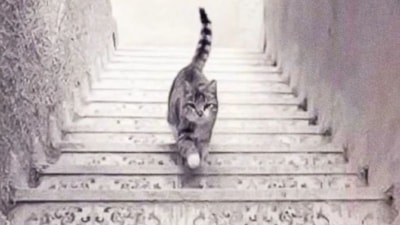 ABD'de kuş gribi kapan ineklerin sütünü içen kediler öldü