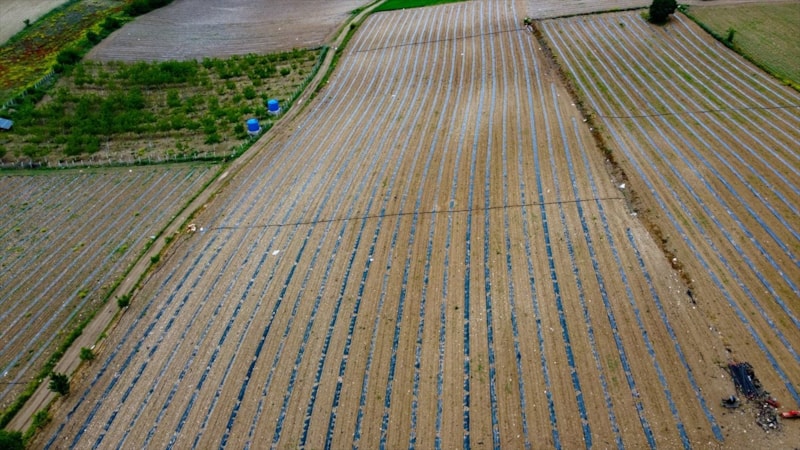 Bilecik'te coğrafi işaretli karpuz fideleri toprakla buluştu
