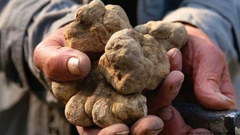 Sadece yıldırımın isabet ettiği yerde yetişiyor! Kilosu binlerce lira ediyor, faydaları saymakla bitmiyor...