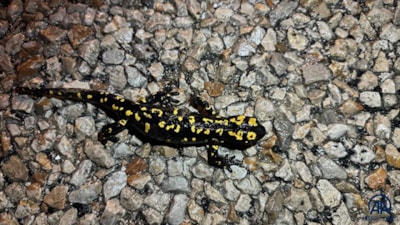 Nesli tehdit altındaki 'sarı benekli semender' Şırnak'ta görüldü