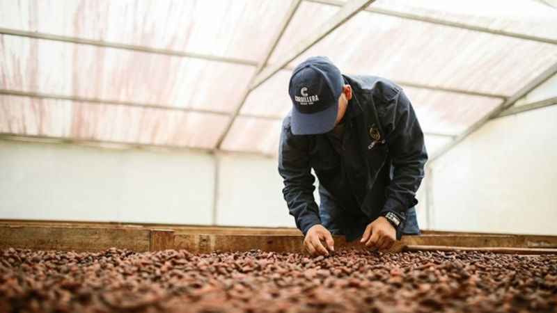 Kakao fiyatları hızlı düştü