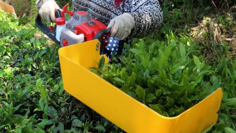 Benzinli çay hasat makinelerine yasak