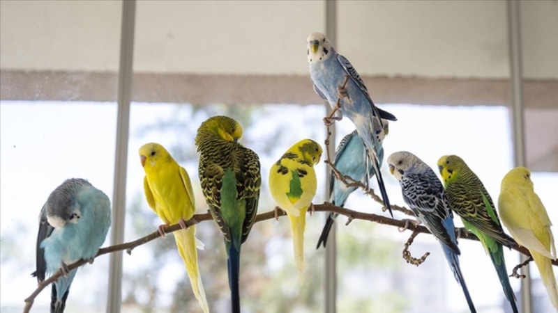 Muhabbet kuşları nasıl konuşturulur? Hangi kelimeleri söyler? Bu yöntemle şakıyacak...