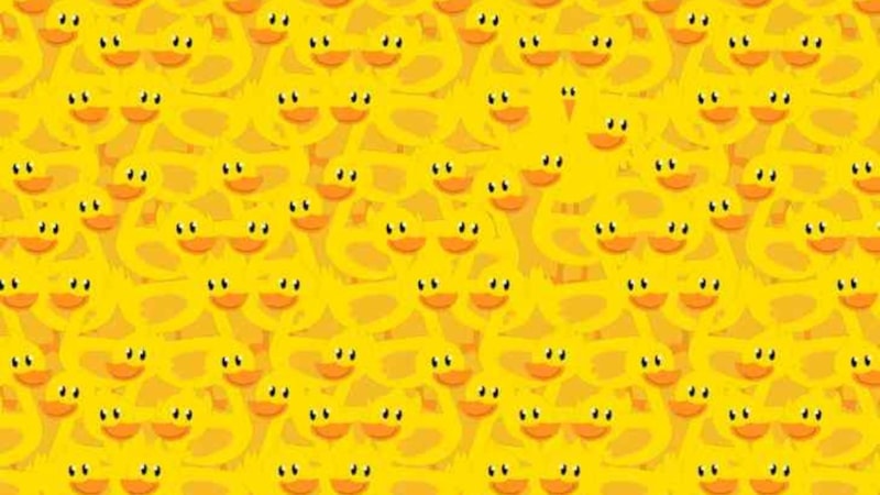 IQ'nuzu kullanın, ördeklerin arasındaki tek civcivi kanıtlayın...