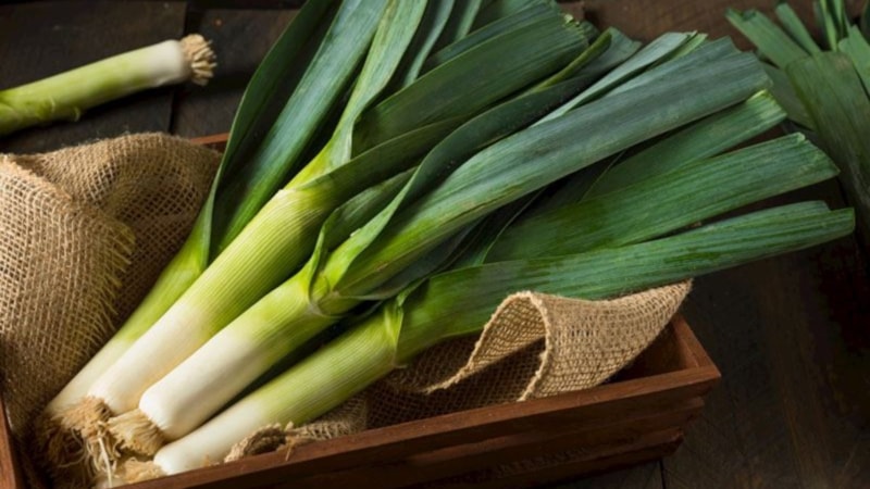 Pırasanın faydaları nelerdir? Pırasa nelere iyi gelir?