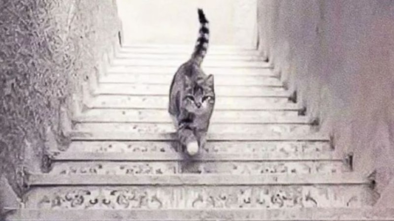 Kedi iniyor mu, çıkıyor mu? Bakış açınız o yeteneğinizi gösteriyor...