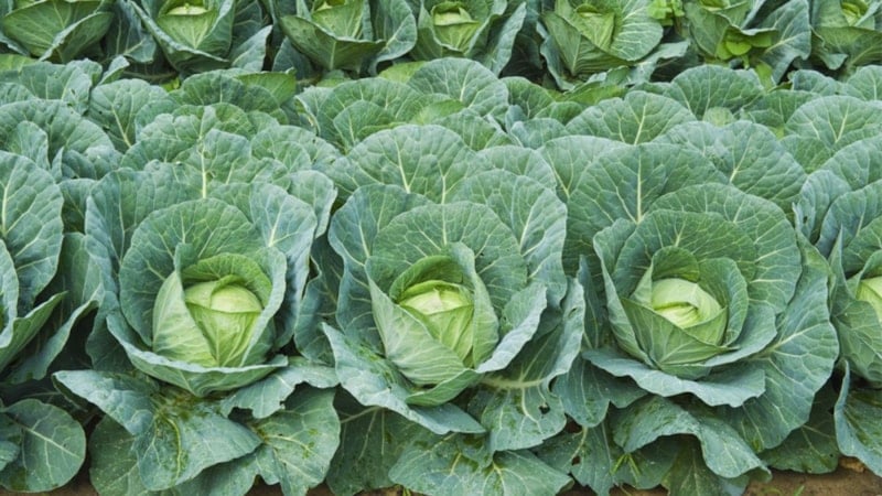 Lahananın faydaları nelerdir? Lahana neye iyi gelir?