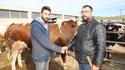 Ankara'da kurbanlıklar satışa çıktı