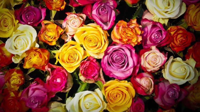 Anneler Günü için Türkiye'den Avrupa'ya 70 milyon dal çiçek gitti